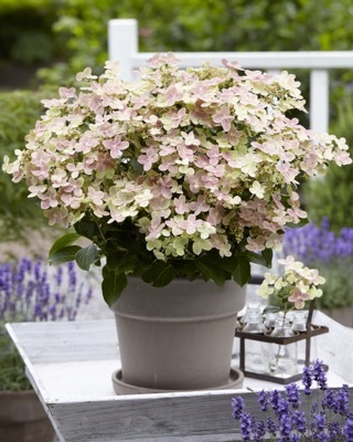 Hydrangea-Early Evolution_Patio