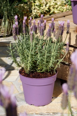 Lavendula-Lusi Pink_Pot