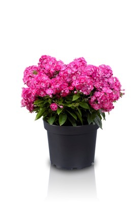 Phlox-Sweet Tart_Pot