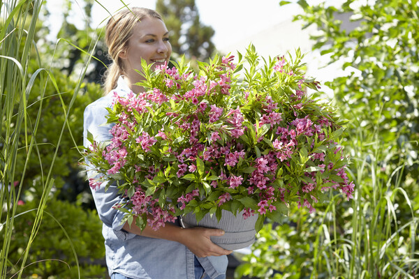 Weigela Picobella Rosa