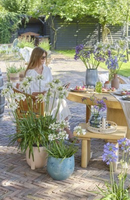 Agapanthus-Ever White_Patio