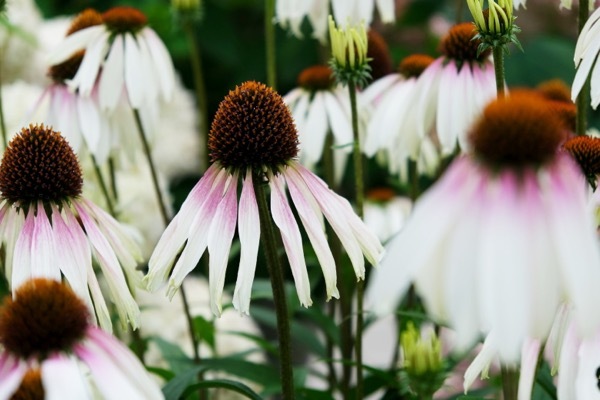 Echniacea-Pretty Parasols_Close up flower