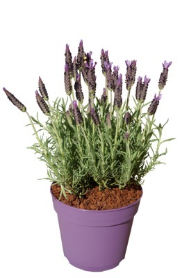 Lavandula-Lusi Purple_Pot