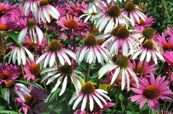 Echniacea-Pretty Parasols_Flower