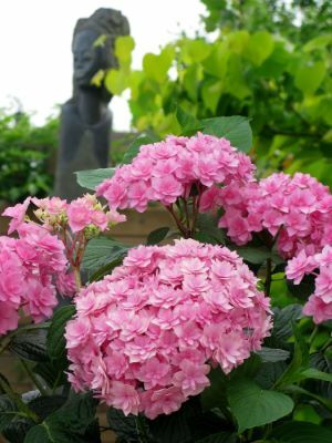 Hydrangea-Expression_Flowers