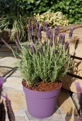 Lavandula-Lusi Purple_Pot