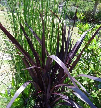 Phormium-Black Adder_Garden