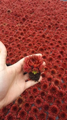 Sempervivum-Coral Red_Nursery