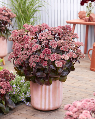 Sedum Black Knight