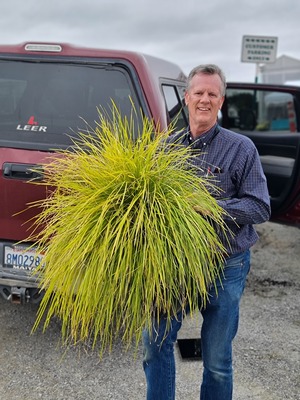 Lomandra Miner's Gold