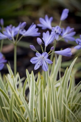 Agapanthus-Golden Drop_Flower