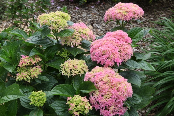 Hydrangea-Inspire_Garden