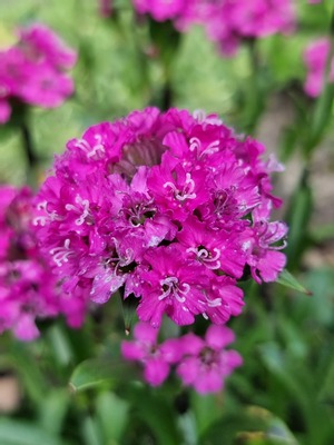 Lychnis Cherry Bubbles