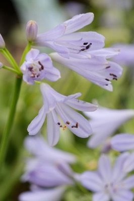 Agapanthus-Golden Drop_Close up flower