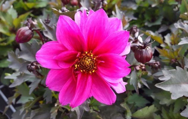 Dahlia-Dreamy Kiss_Close up flower