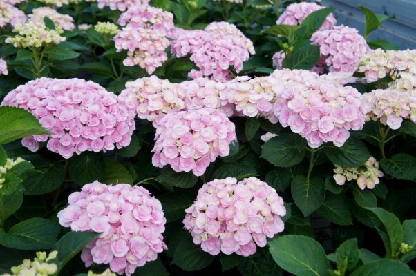 Hydrangea-Love_Flowers