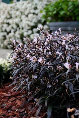 Strobilanthus-Brunetthy_Garden