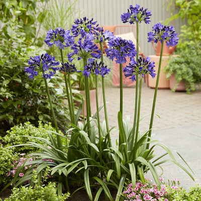 Agapanthus Midnight Sky