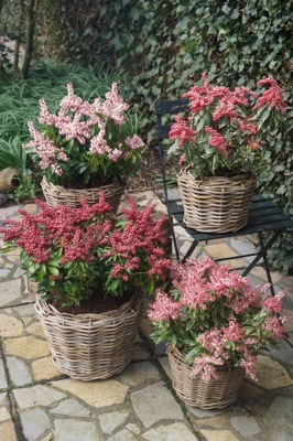 Pieris-Pink Frost_General