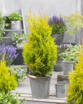 Thuja-Sunny Smaragd_Patio