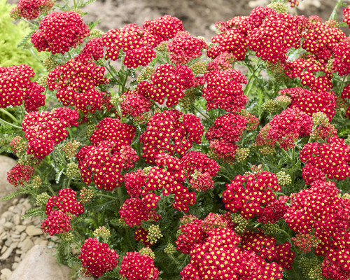 Achillea Sea Breeze Red