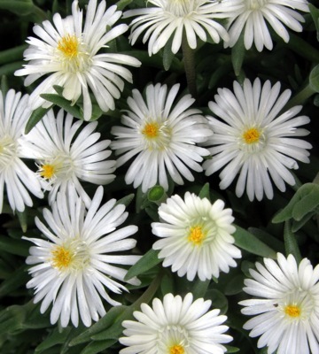 Delosperma-Jewel of Moon Stone_Close up flower