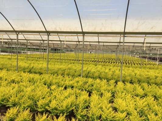 Ligustrum-Sunshine_Nursery