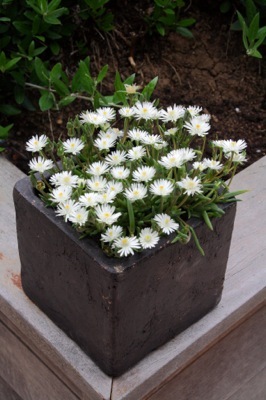 Delosperma-Jewel of Moon Stone_Patio