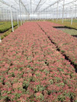 Pieris-Pink Frost_Nursery