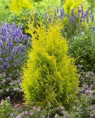 Thuja-Sunny Smaragd_Garden