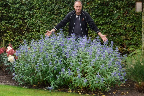 Caryopteris-Blue Empire_Breeder