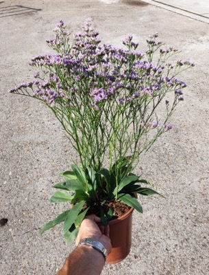 Limonium-Dazzle Rocks_Pot