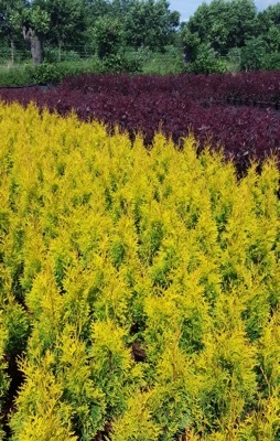 Thuja-Sunny Smaragd_Nursery