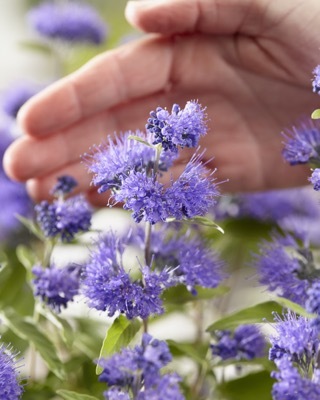 Caryopteris-Blue Empire_Close up flower