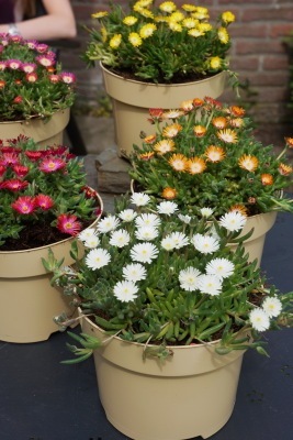 Delosperma-Jewel of Moon Stone_Pot