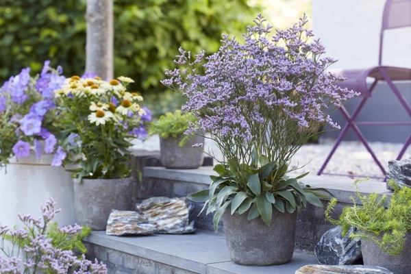 Limonium-Dazzle Rocks_Patio