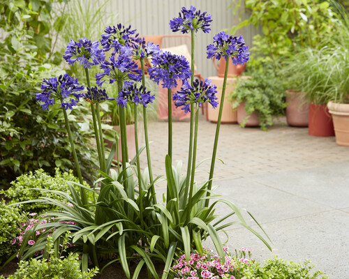 Agapanthus Midnight Sky