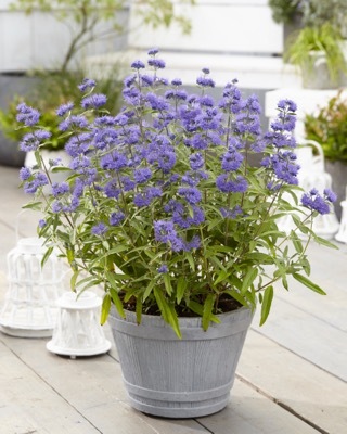 Caryopteris-Blue Empire_Patio