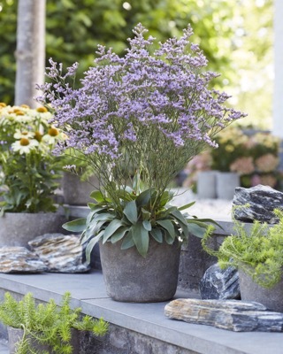 Limonium-Dazzle Rocks_Patio