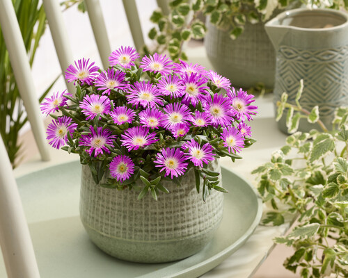 Delosperma Ocean Sunset Purple Flare