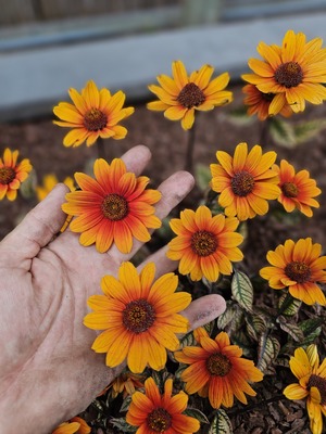 Heliopsis Orange Marble