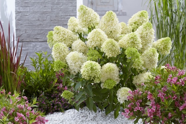 Hydrangea-Skyfall_Garden