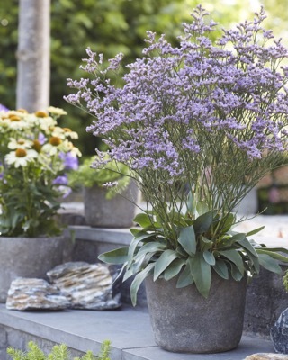 Limonium-Dazzle Rocks_Patio