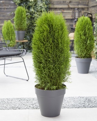 Thuja-Totem Smaragd_Patio