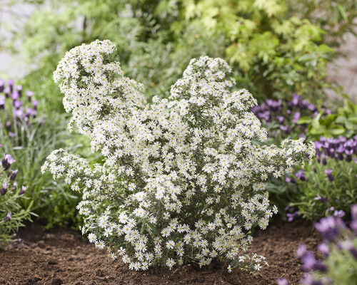 Olearia Spring Bling