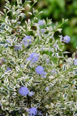 Ceanothus-Cool Blue_Flower