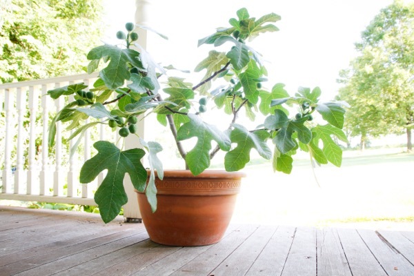 Ficus-Fignomenal_Pot