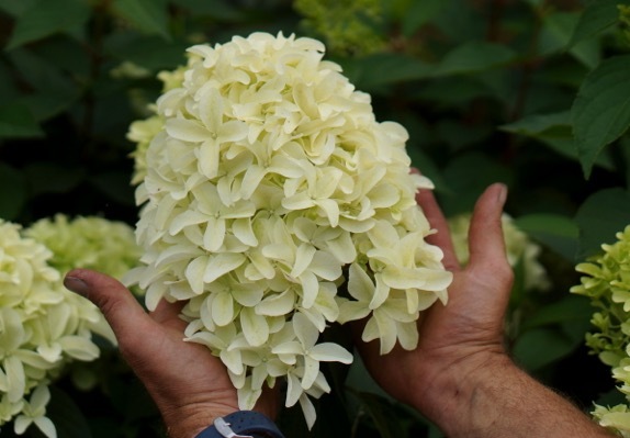 Hydrangea-Skyfall_Close up flower