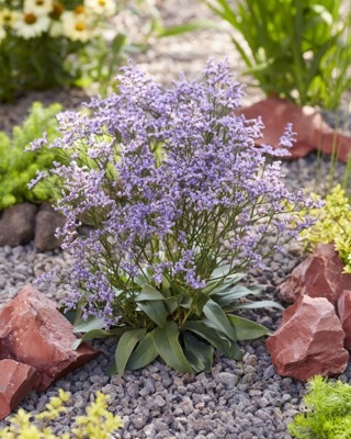 Limonium-Dazzle Rocks_Garden