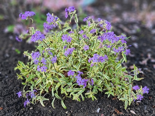 Phlox Blue Ribbons